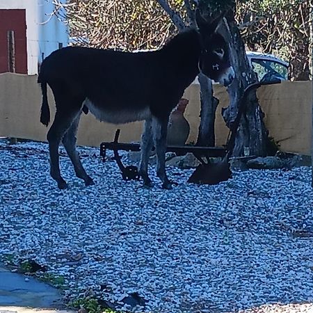 Casa Janeiro Alentejo Villa Portalegre Ngoại thất bức ảnh